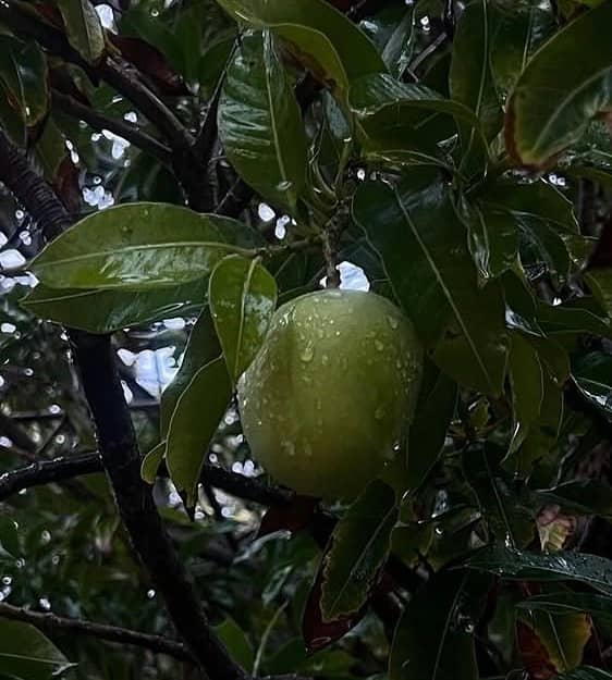 Al Shahama Fruit Garden - Image 1