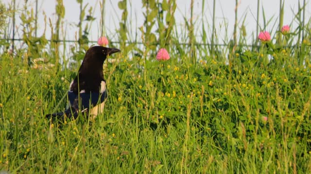 Tatlar Meadows - Image 1