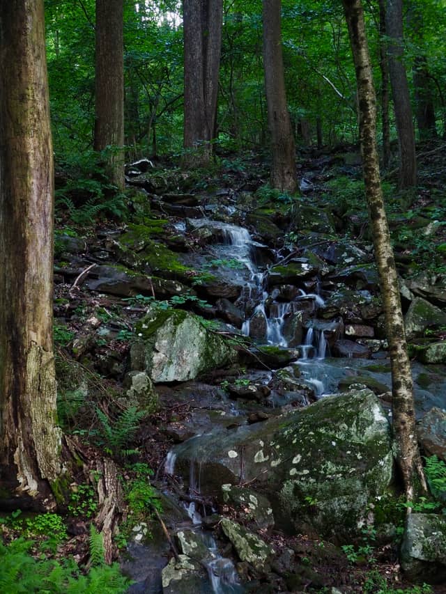 Linn Run Forest Cascade - Image 1