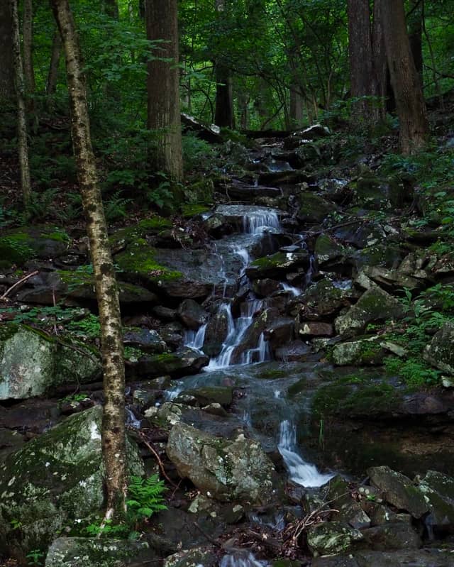 Linn Run Forest Stream - Image 1