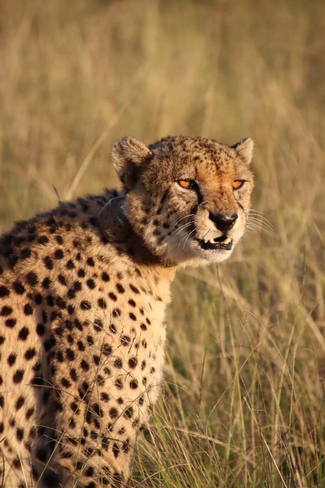 Karoo Wildlife Reserve, Laingsburg - Image 1