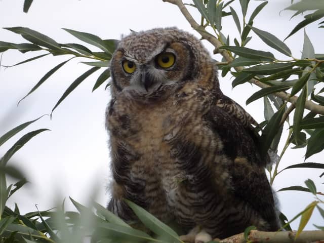 Antonito Wildlife Spot - Image 1