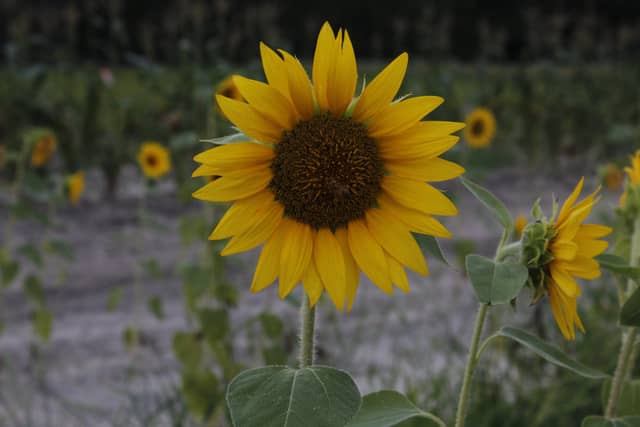 Mershon Sunflower Field - Image 1
