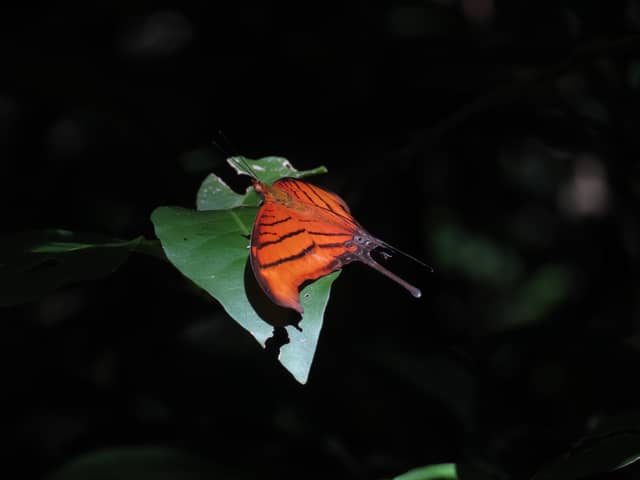 Lomas de Barbudal Biological Reserve - Image 1