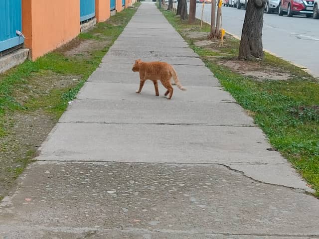 San Vicente Neighborhood Sidewalk - Image 1