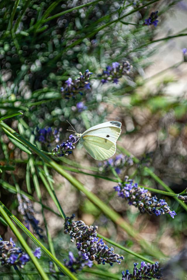 Lavender Garden in Saint-Clair-de-la-Tour - Image 1