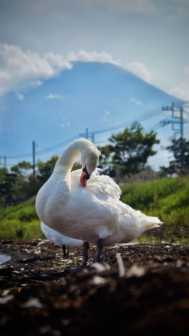 Lake Yamanaka (Yamanakako) - Image 1