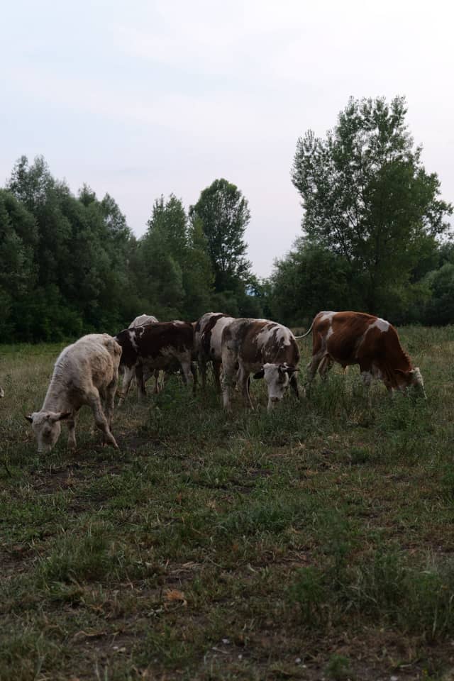Santa Giustina Pastures - Image 1
