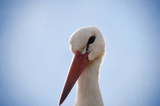 Zalesie Stork Nesting Grounds - Image 1