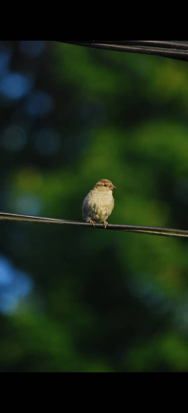 Zalesie Countryside Birding - Image 1