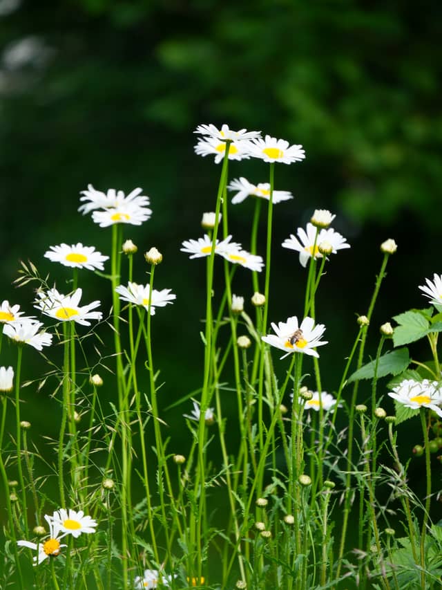 Stavelot Countryside Meadows - Image 1