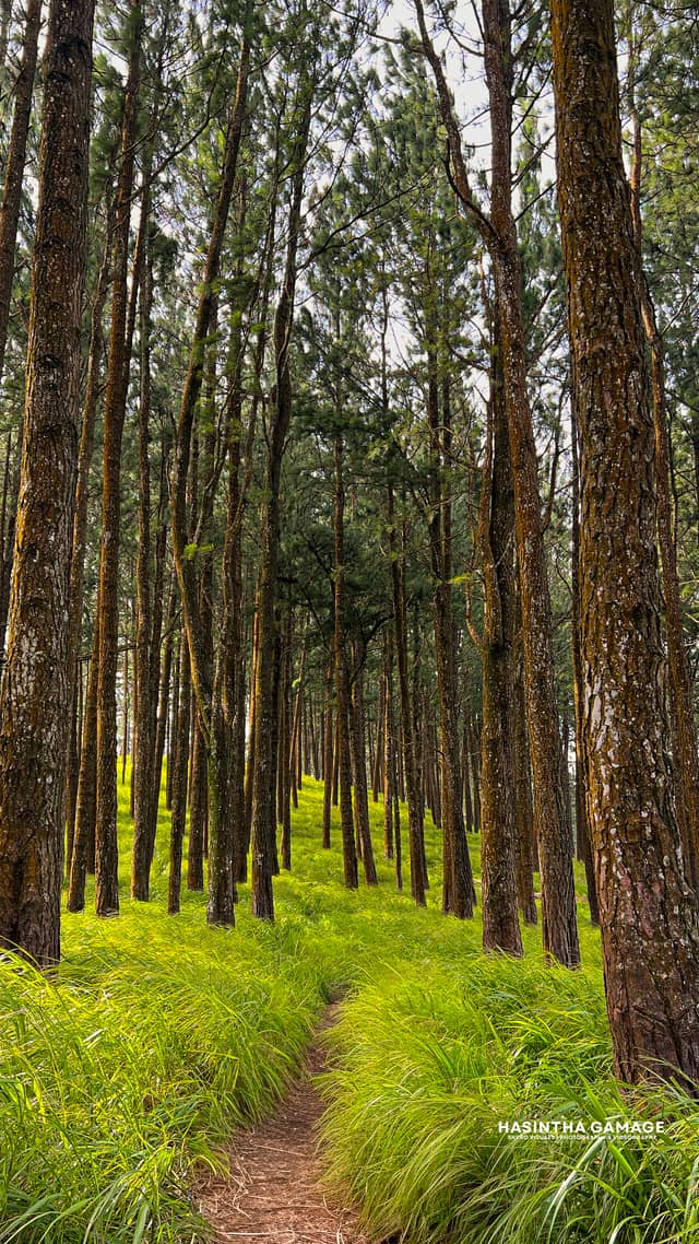Delthota Pine Forest - Image 1