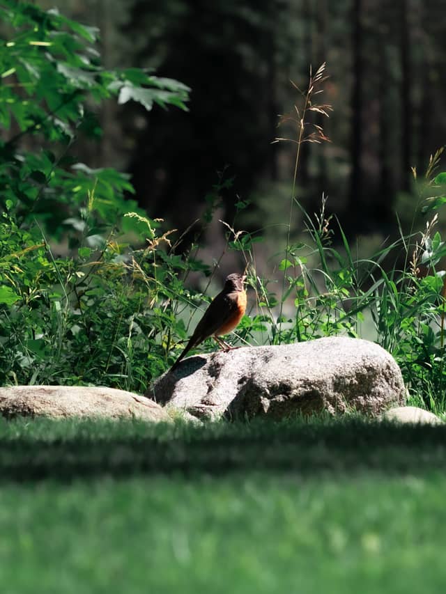 Enchantment Park Forest Edge - Image 1