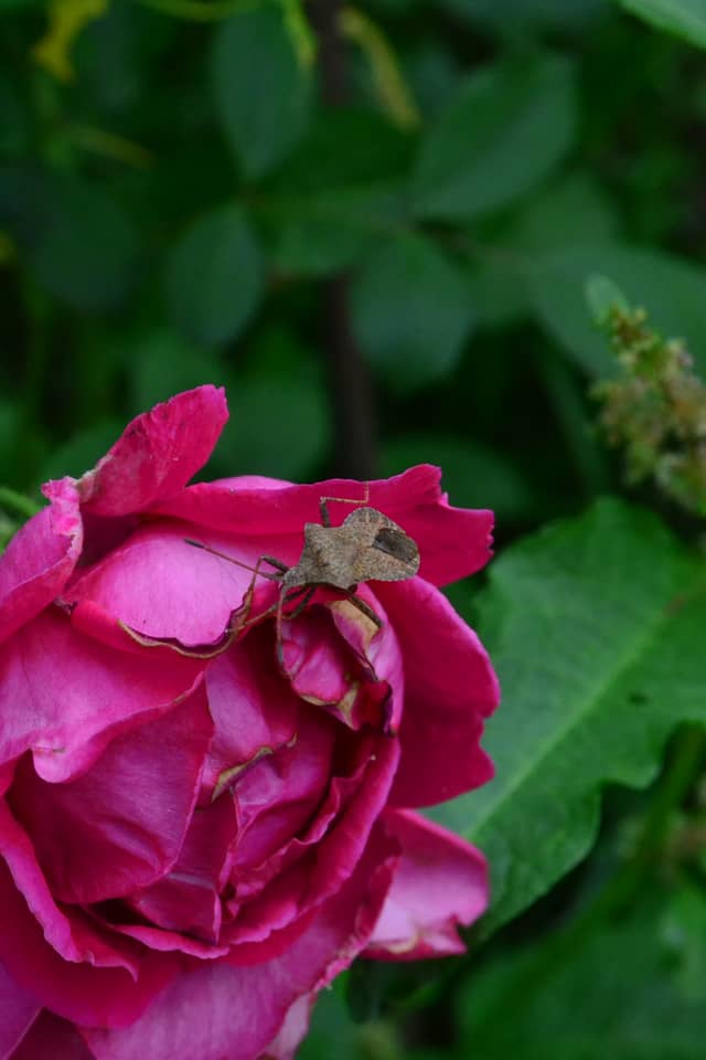 Negrești-Oaș Garden Macro - Image 1