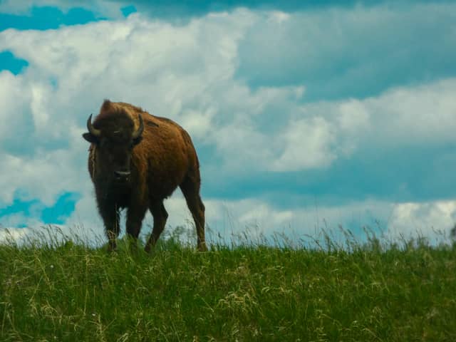 Custer State Park - Image 1