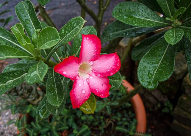 Ipoh Tropical Garden - Image 1