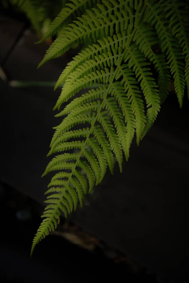 Dolomite Forest Fern Detail - Image 1