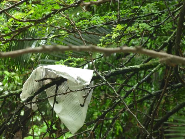 Cali River Park Greenery - Image 1