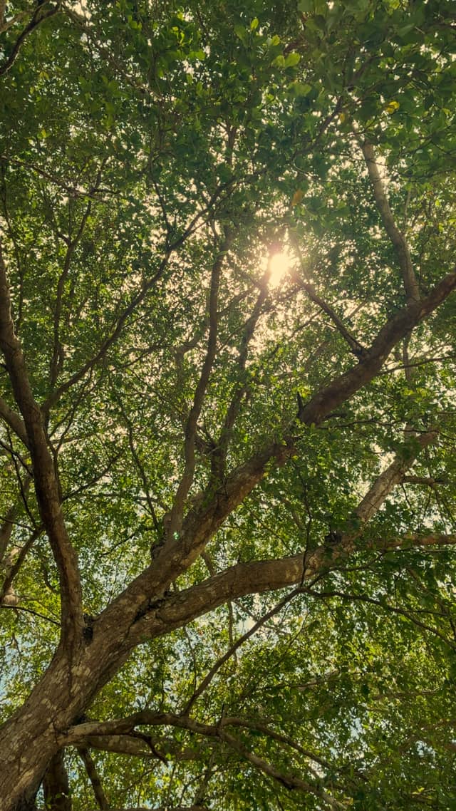 Gurabo Tree Canopy - Image 1