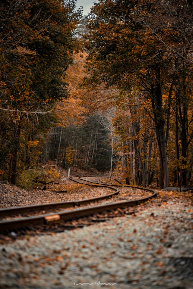 Wilton Railroad Forest Curve - Image 1