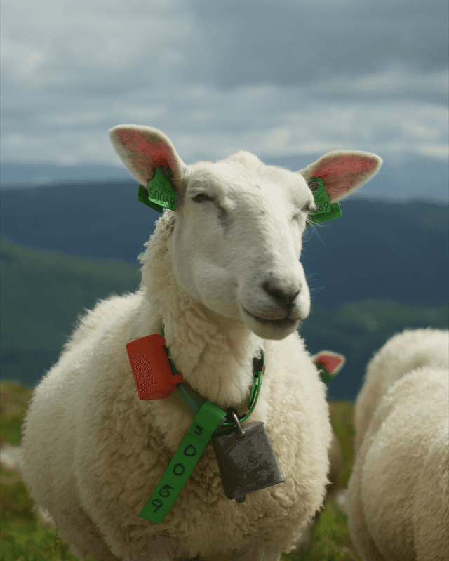 Eikelandsosen Mountain Pastures - Image 1