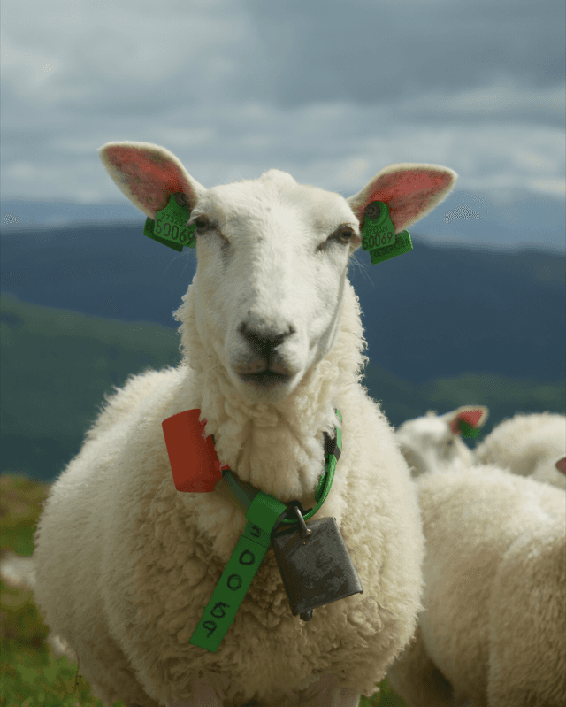 Samnanger Mountain Pastures - Image 1