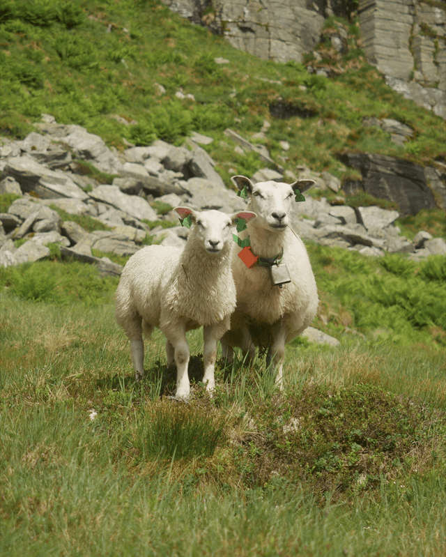 Eikelandsosen Hillside - Image 1
