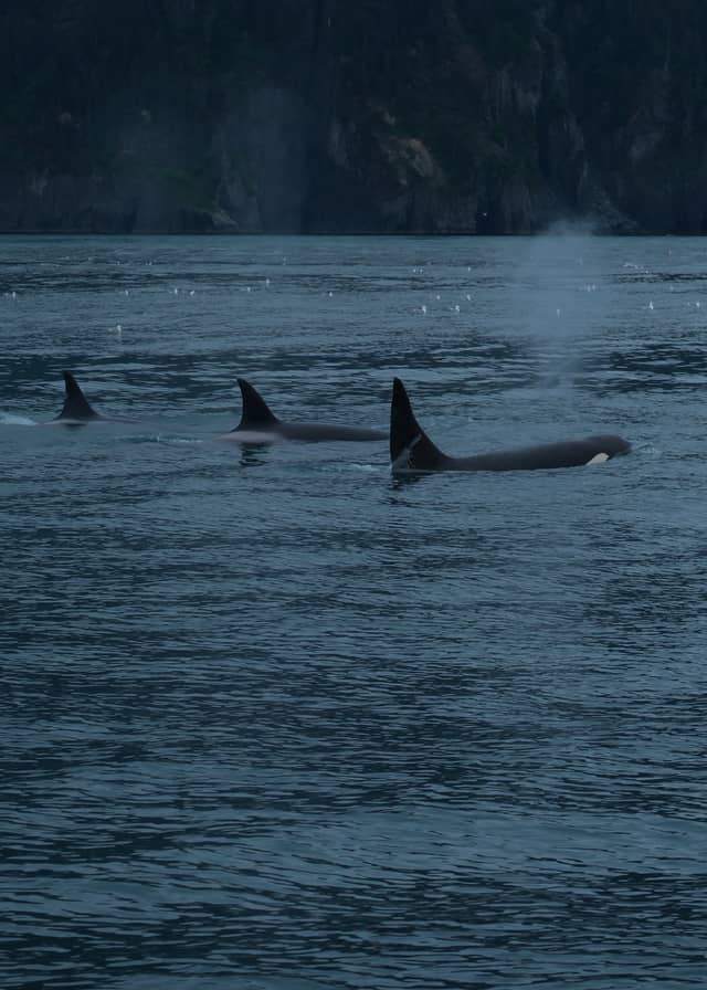 Resurrection Bay - Image 1