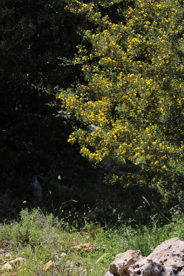 Aley Mountain Flora - Image 1