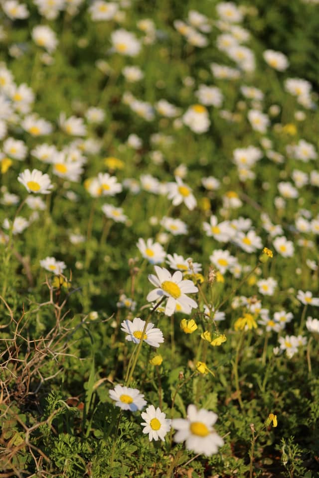 Bmekkine Wildflower Meadows - Image 1