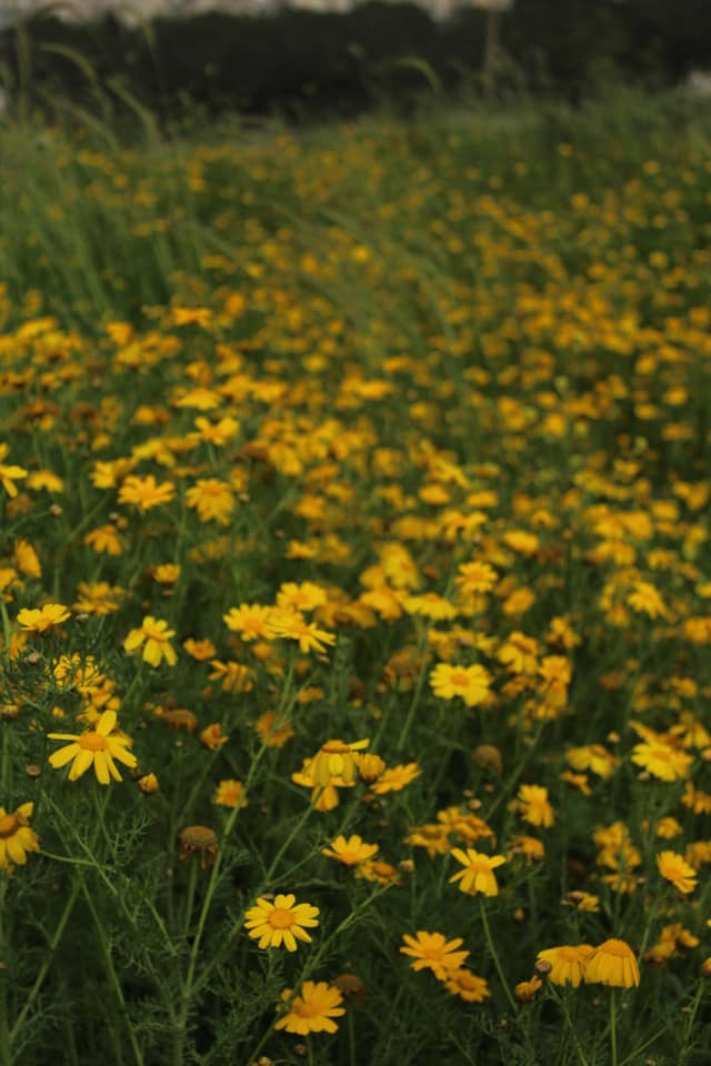 Bechamoun Wildflower Field - Image 1