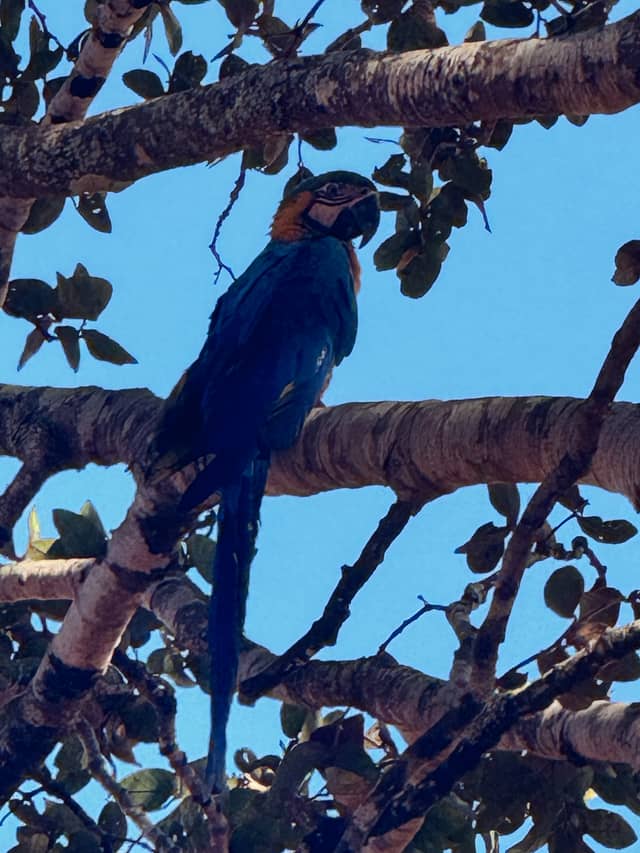 Monte Alegre de Minas Wildlife Spot - Image 1