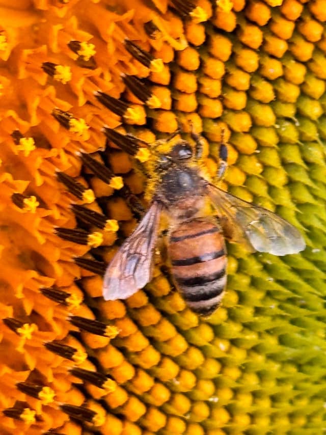 Monte Alegre Sunflower Garden - Image 1