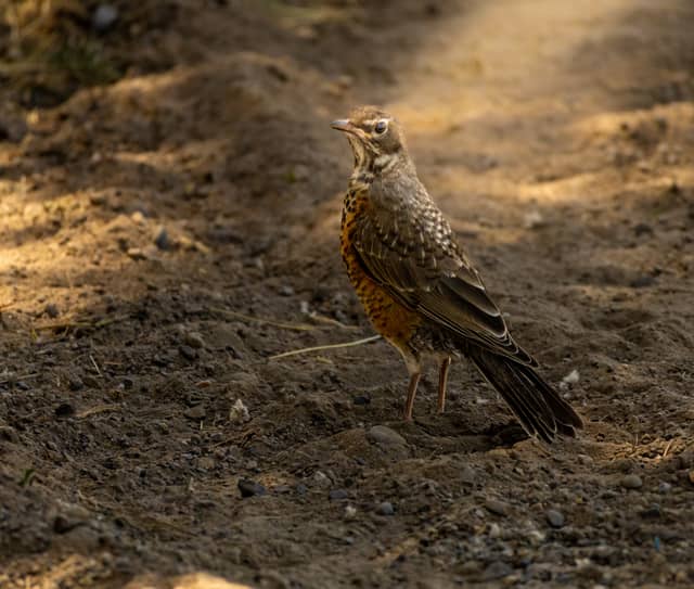 Gallatin Valley Nature Trail - Image 1