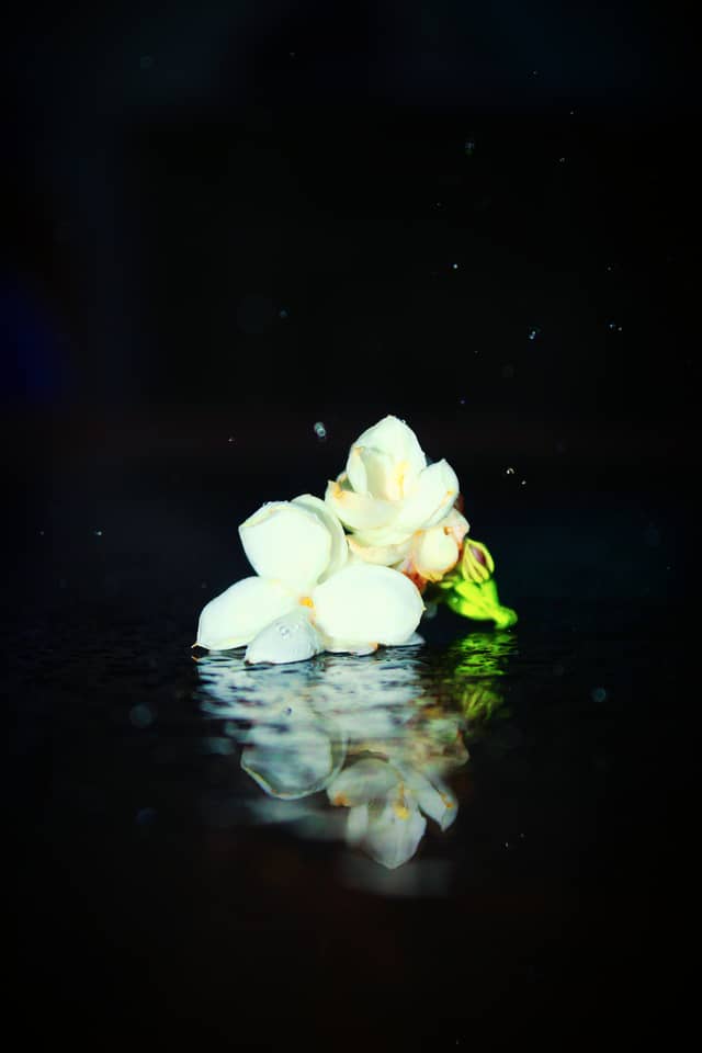 Jasmine Still Life, Karachi - Image 1