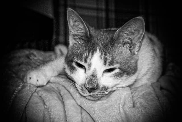 Cozy Interior Pet Spot - Image 1