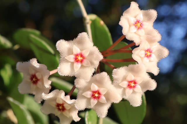 Hoya Carnosa Bloom in Roquebrune-sur-Argens - Image 1