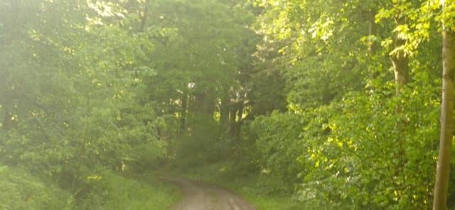 Solling-Vogler Forest Path - Image 1