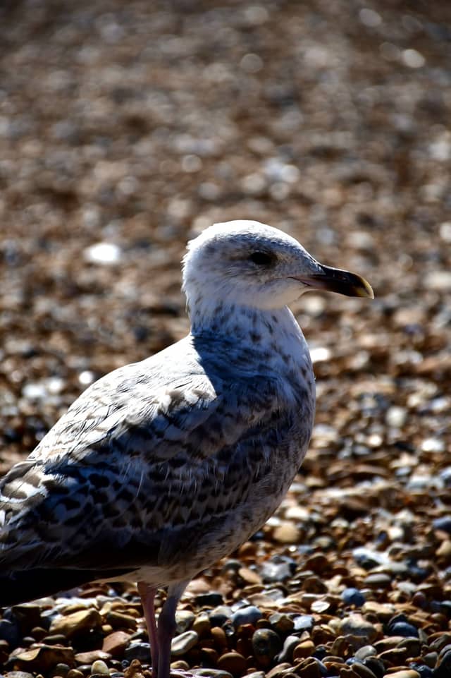 Eastbourne Beach - Image 1