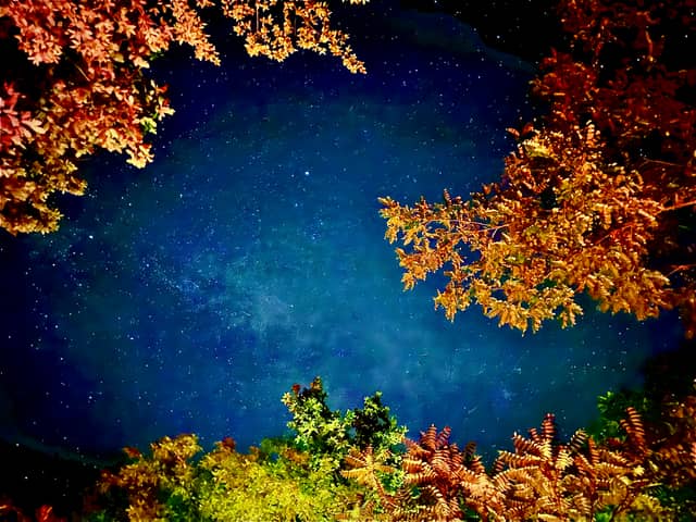Păuliș Forest Night Sky - Image 1