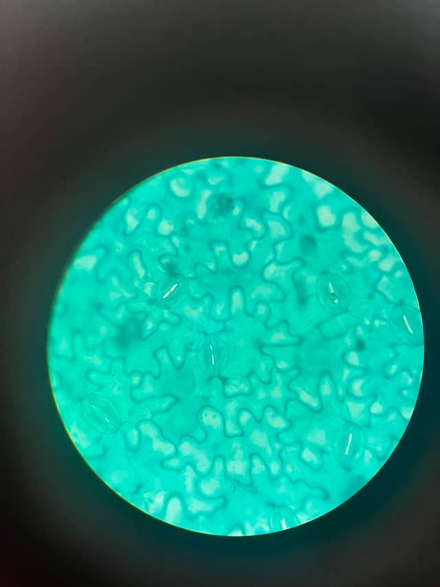 UNIVASF Biology Laboratory - Image 1