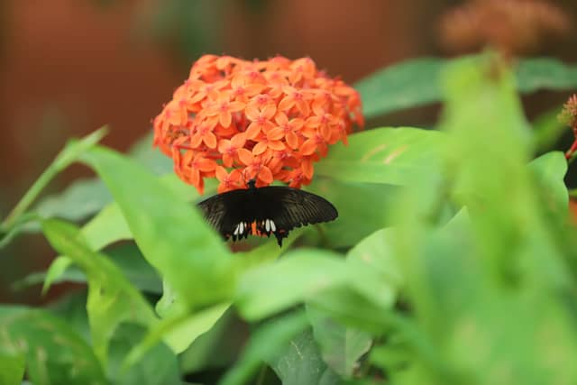 Bannerghatta Butterfly Park - Image 1