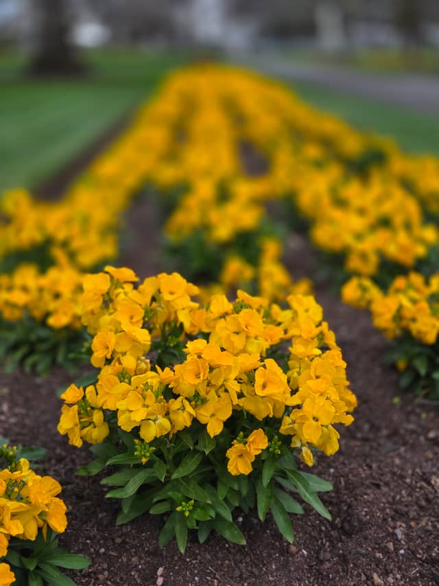 Tesselaar Flower Farm - Image 1