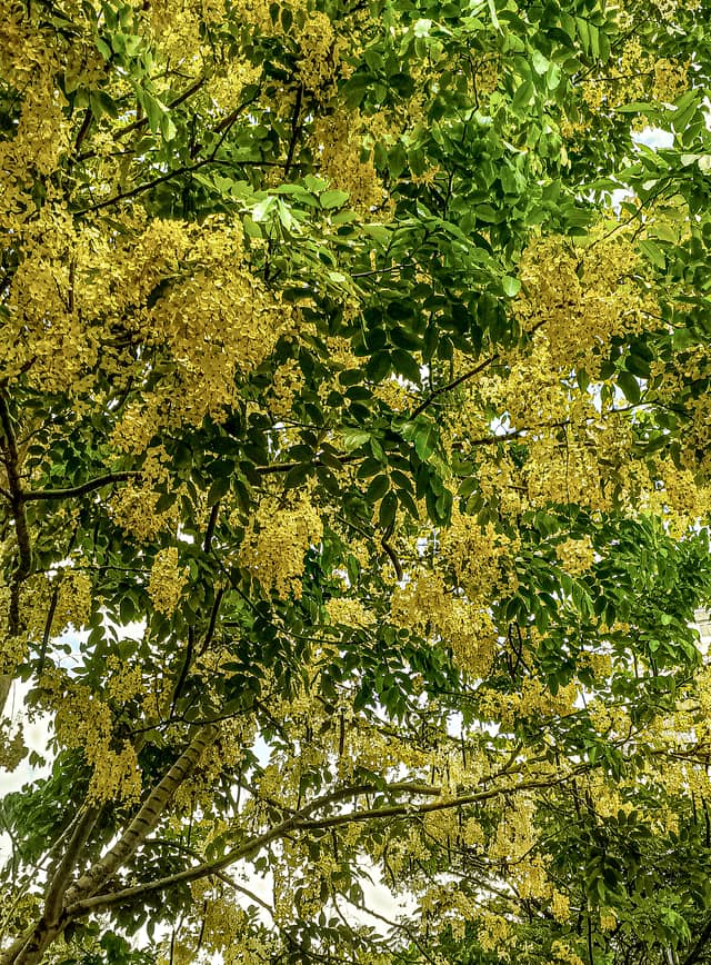 Golden Shower Tree Canopy, Bandung - Image 1