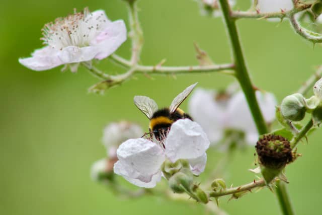 Mayfly Road Garden - Image 1