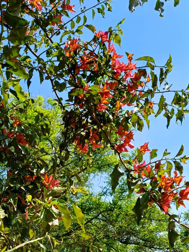 Palmyra Oasis Flora - Image 1