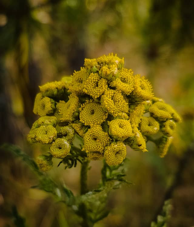 Millennium Park Wildflowers - Image 1