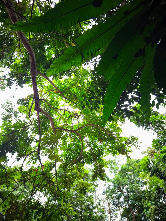Balikpapan Tropical Forest Canopy - Image 1