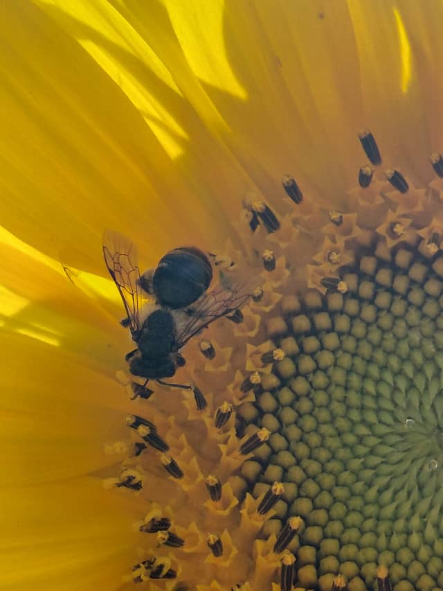 Sunflower Fields of Bullas - Image 1