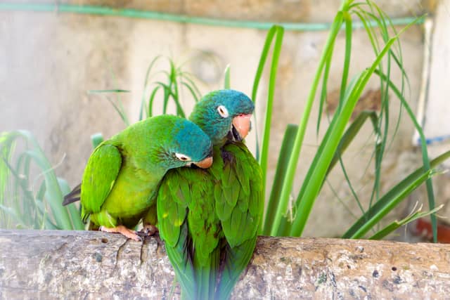 Rio Tinto Garden Aviary - Image 1